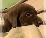 Small Photo #24 Labrador Retriever Puppy For Sale in PUEBLO, CO, USA