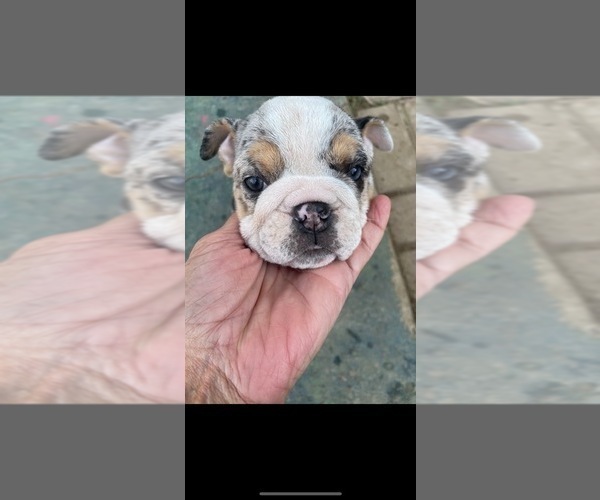 Medium Photo #6 English Bulldog Puppy For Sale in LOS GATOS, CA, USA