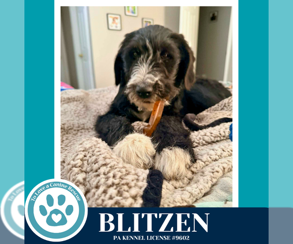 Medium Photo #3 Labrenees Puppy For Sale in Kimberton, PA, USA