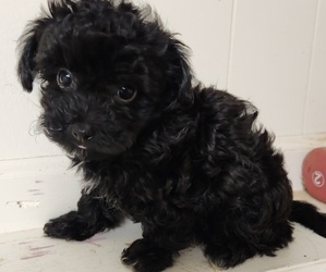 Poovanese Puppy for sale in RICHMOND, MO, USA