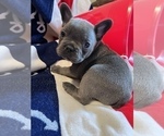 Small Photo #2 French Bulldog Puppy For Sale in AVON PARK, FL, USA