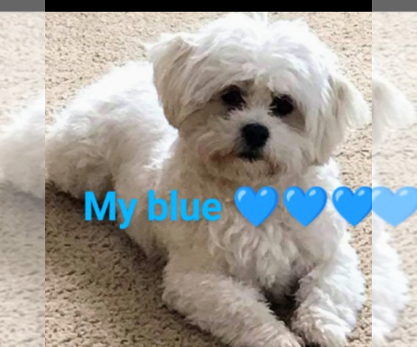 Medium Photo #1 Cock-A-Tzu Puppy For Sale in WOBURN, MA, USA