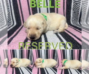 Medium Labrador Retriever