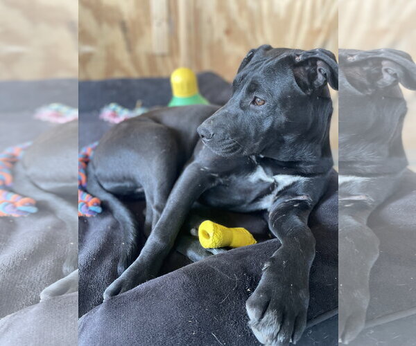 Medium Photo #12 American Staffordshire Terrier-Unknown Mix Puppy For Sale in Tracy City, TN, USA