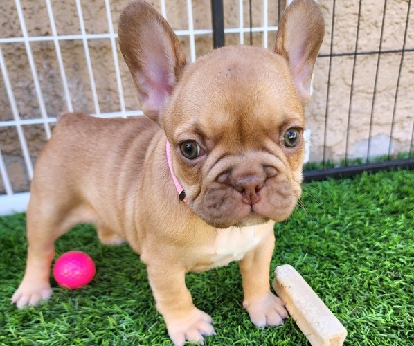 Medium Photo #17 French Bulldog Puppy For Sale in LAS VEGAS, NV, USA