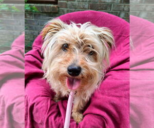 Mutt Dogs for adoption in Missouri City, TX, USA