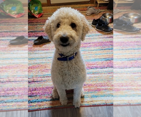 Medium Photo #1 Goldendoodle Puppy For Sale in AITKIN, MN, USA