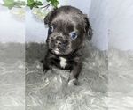 Puppy 9 French Bulldog