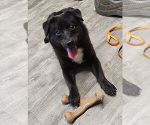 Schipperke-Unknown Mix Dogs for adoption in Ellijay, GA, USA