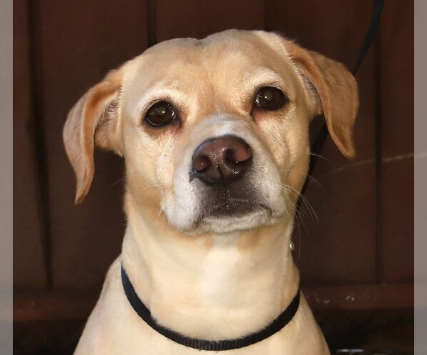 Medium Photo #1 Beagle-Unknown Mix Puppy For Sale in Oakland Park, FL, USA