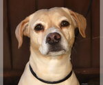 Small Beagle Mix