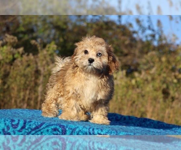 Medium Photo #20 ShihPoo Puppy For Sale in DYERSBURG, TN, USA