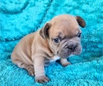 Small #11 French Bulldog