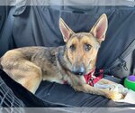 Small Photo #3 German Shepherd Dog Puppy For Sale in Fort Lauderdale, FL, USA