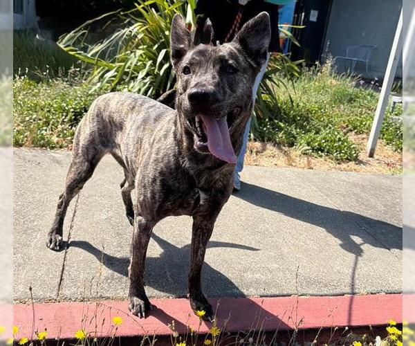 Medium Photo #2 Holland Shepherd-Unknown Mix Puppy For Sale in Santa Rosa, CA, USA
