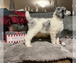 Small Photo #11 Poodle (Standard) Puppy For Sale in HENRY, VA, USA