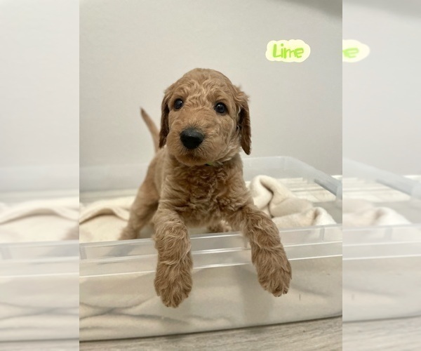 Medium Photo #3 Goldendoodle Puppy For Sale in TOMBALL, TX, USA