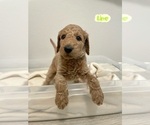 Small Photo #3 Goldendoodle Puppy For Sale in TOMBALL, TX, USA