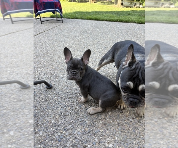 Medium Photo #1 French Bulldog Puppy For Sale in MANCHESTER, MI, USA