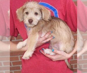 Malteagle Dogs for adoption in Carrollton, TX, USA