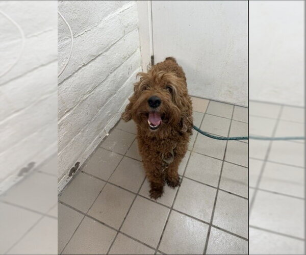 Medium Photo #1 Poodle (Miniature)-Unknown Mix Puppy For Sale in Santa Maria, CA, USA