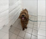 Small Poodle (Miniature) Mix