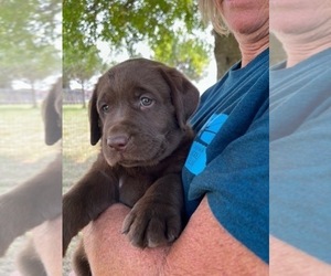 Labrador Retriever Puppy for sale in PLEASANT HOPE, MO, USA