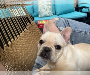 French Bulldog Puppy for Sale in ADELAIDE, Washington USA