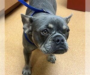 French Bulldog Dogs for adoption in Martinez, CA, USA