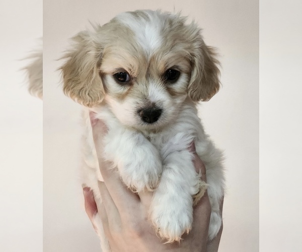 Medium Photo #4 Cavachon Puppy For Sale in ROANOKE, IL, USA