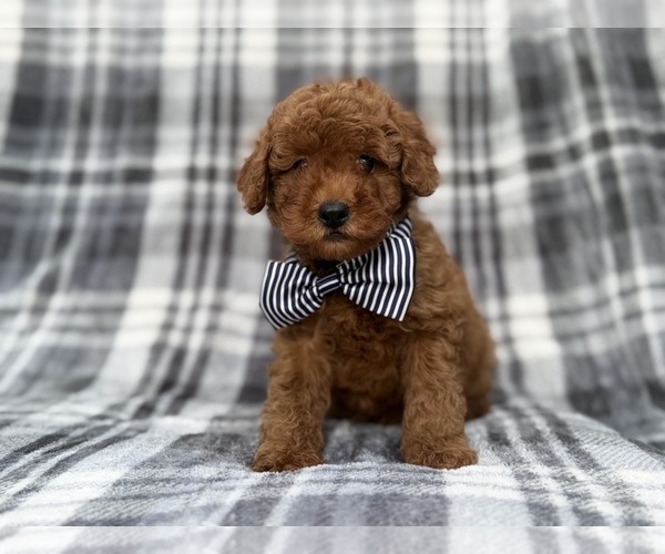 Medium Photo #9 Cavapoo (Miniature) Puppy For Sale in LAKELAND, FL, USA