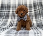 Axel - Male Cavapoo (Miniature) Puppy for Sale - Photo #9