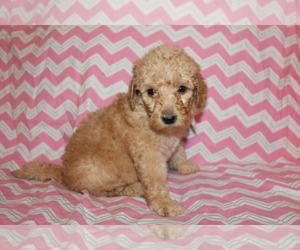 Goldendoodle (Miniature) Puppy for Sale in BLMGTN, Indiana USA