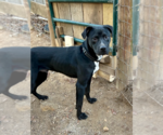 Small #25 American Pit Bull Terrier-Labrador Retriever Mix