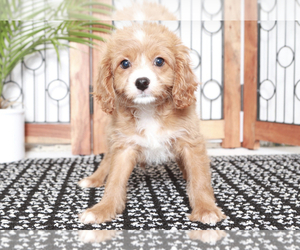 Cavapoo Puppy for sale in NAPLES, FL, USA