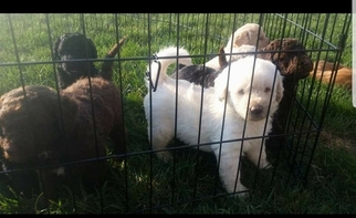 Labradoodle Puppy for sale in DECATUR, IN, USA