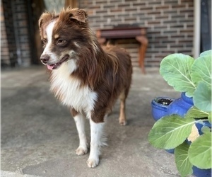 Father of the Miniature Australian Shepherd puppies born on 06/27/2026