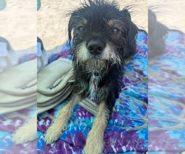 Medium Photo #1 Border Terrier-Unknown Mix Puppy For Sale in San Diego, CA, USA