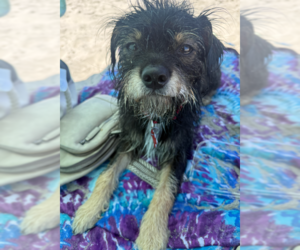 Border Terrier-Unknown Mix Dogs for adoption in San Diego, CA, USA