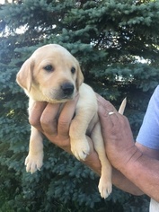 Labrador Retriever Puppy for sale in WATERTOWN, WI, USA