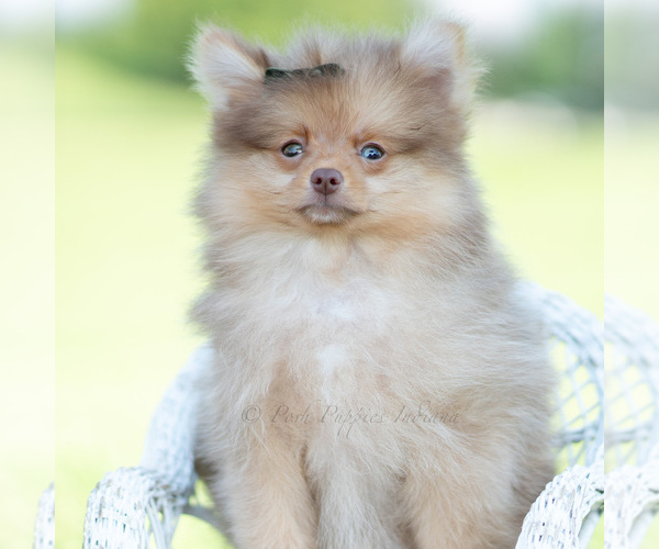 Medium Photo #79 Pomeranian Puppy For Sale in WARSAW, IN, USA