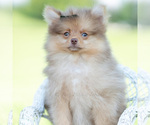 Small #10 Pomeranian