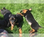 Small Photo #38 Rottweiler Puppy For Sale in OAK GLEN, CA, USA