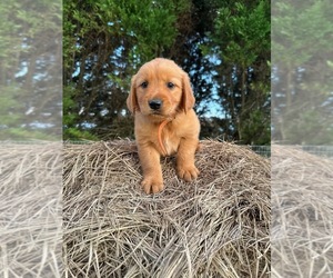 Golden Retriever Puppy for sale in LATTA, SC, USA