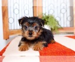 Small Photo #2 Yorkshire Terrier Puppy For Sale in NAPLES, FL, USA