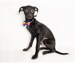 Chiweenie Dogs for adoption in phoenix, AZ, USA