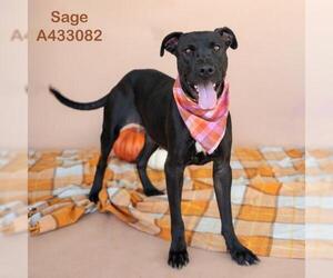 Mutt Dogs for adoption in Conroe, TX, USA