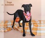 SAGE - Female Mutt Dog for Adoption - Small photo