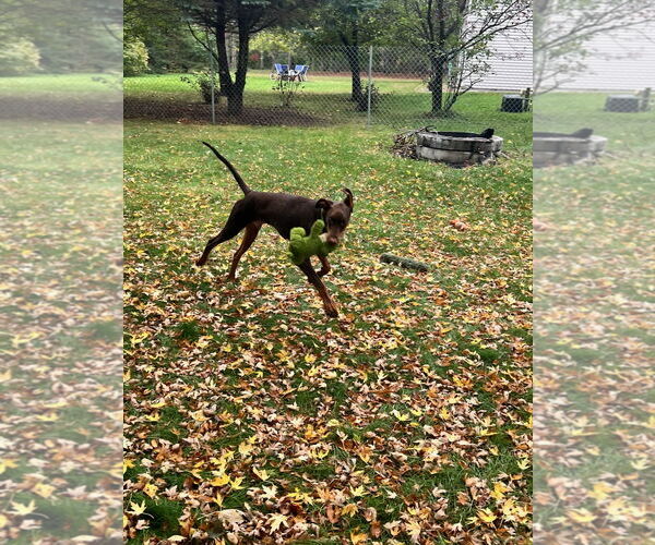 Medium Photo #6 Doberman Pinscher Puppy For Sale in Buffalo, MN, USA