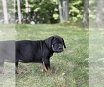 Small #2 Cane Corso